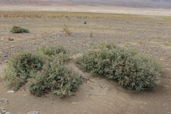 Sophora alopecuroides