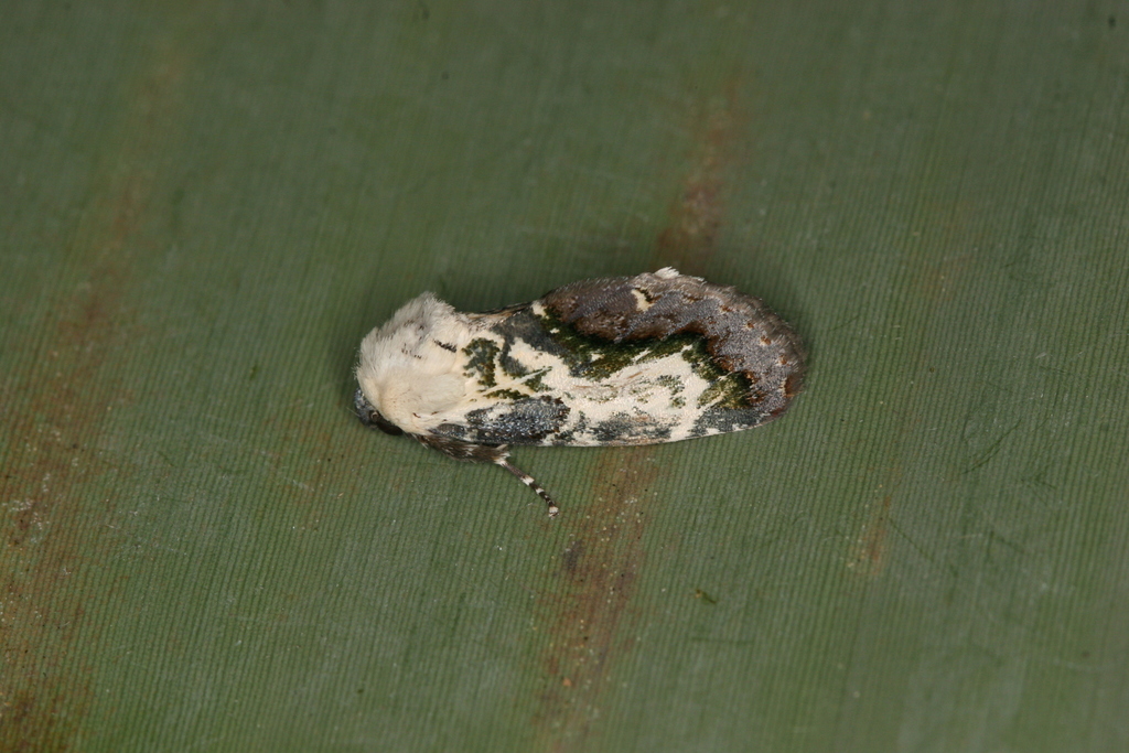 Acontia viridifera