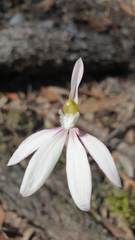 Caladenia catenata
