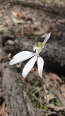 Caladenia catenata