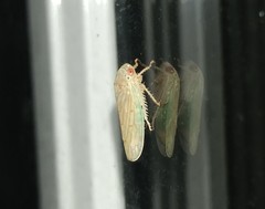 Polana quadrinotata