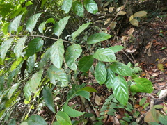 Uncaria lanosa