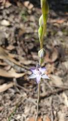 Thelymitra brevifolia