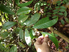 Syzygium borneense