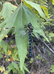 Aeshna persephone