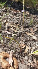 Thelymitra brevifolia