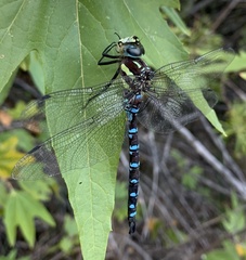 Aeshna persephone