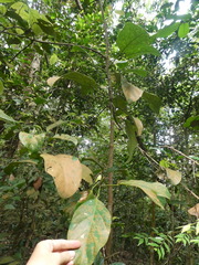 Elaeocarpus petiolatus