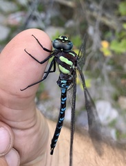 Aeshna persephone