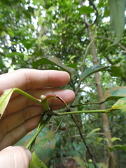 Elaeocarpus petiolatus