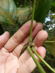 Elaeocarpus petiolatus