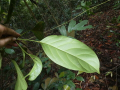 Elaeocarpus petiolatus