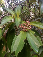 Miconia ciliata
