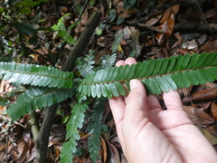 Rourea asplenifolia