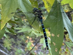 Aeshna persephone
