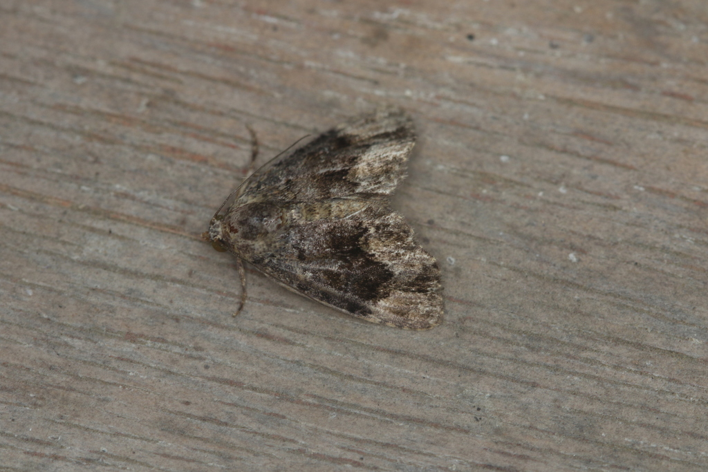 Drobeta grandis