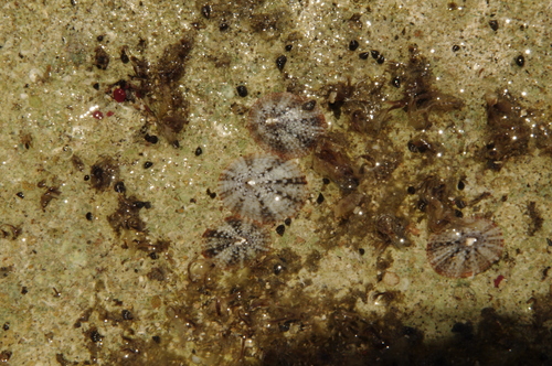 Echinolittorina meleagris