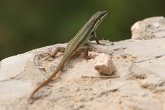 Trachylepis quinquetaeniata