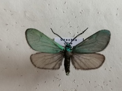 Jordanita globulariae