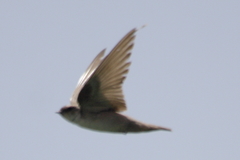 Ptyonoprogne