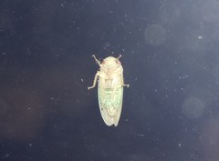 Polana quadrinotata
