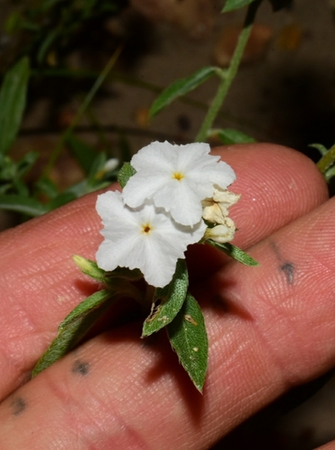 coastal plain heliotrope (Heliotropium racemosum)