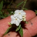 Euploca racemosa - Photo (c) Joey Santore, μερικά δικαιώματα διατηρούνται (CC BY-NC), uploaded by Joey Santore