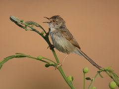 Prinia gracilis