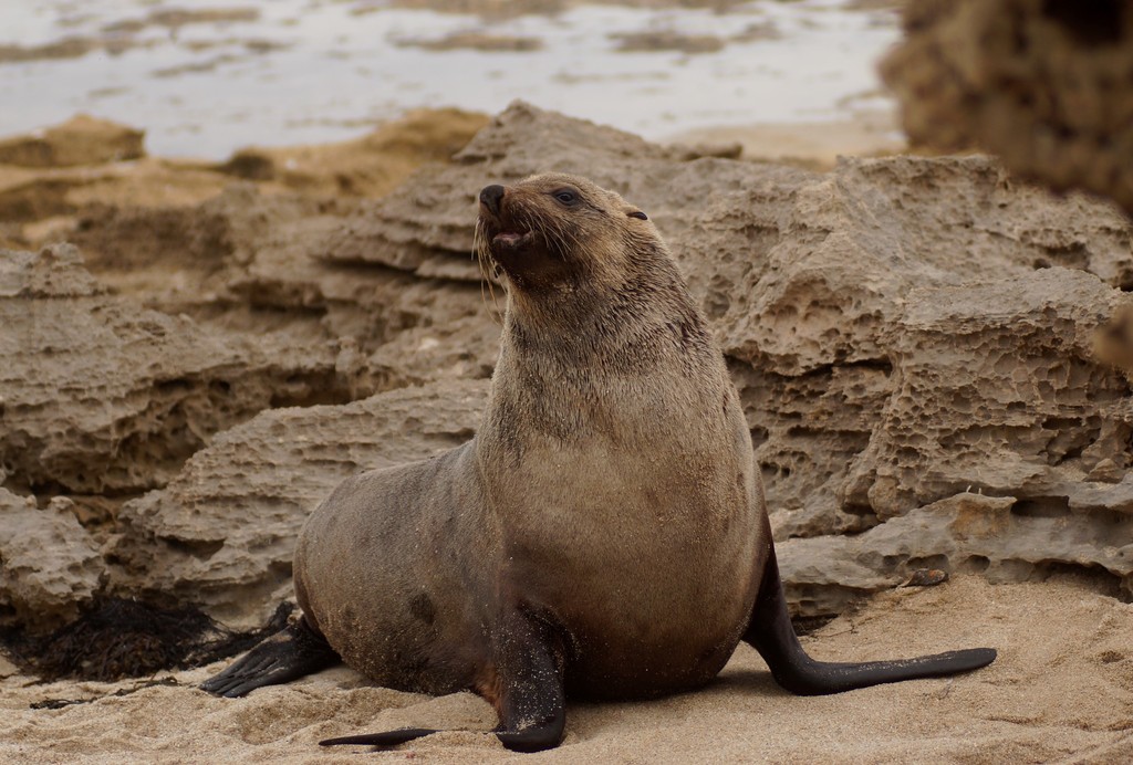 Fur seal sitting upright on a sandy rock shelf with its head raised
