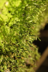Cryphaea heteromalla