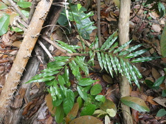 Artabotrys suaveolens