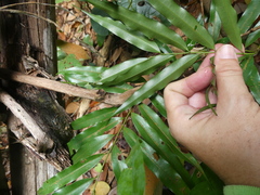 Artabotrys suaveolens