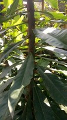 Pereskia