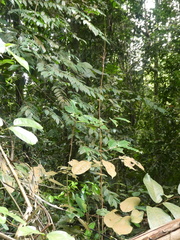 Salacia macrophylla