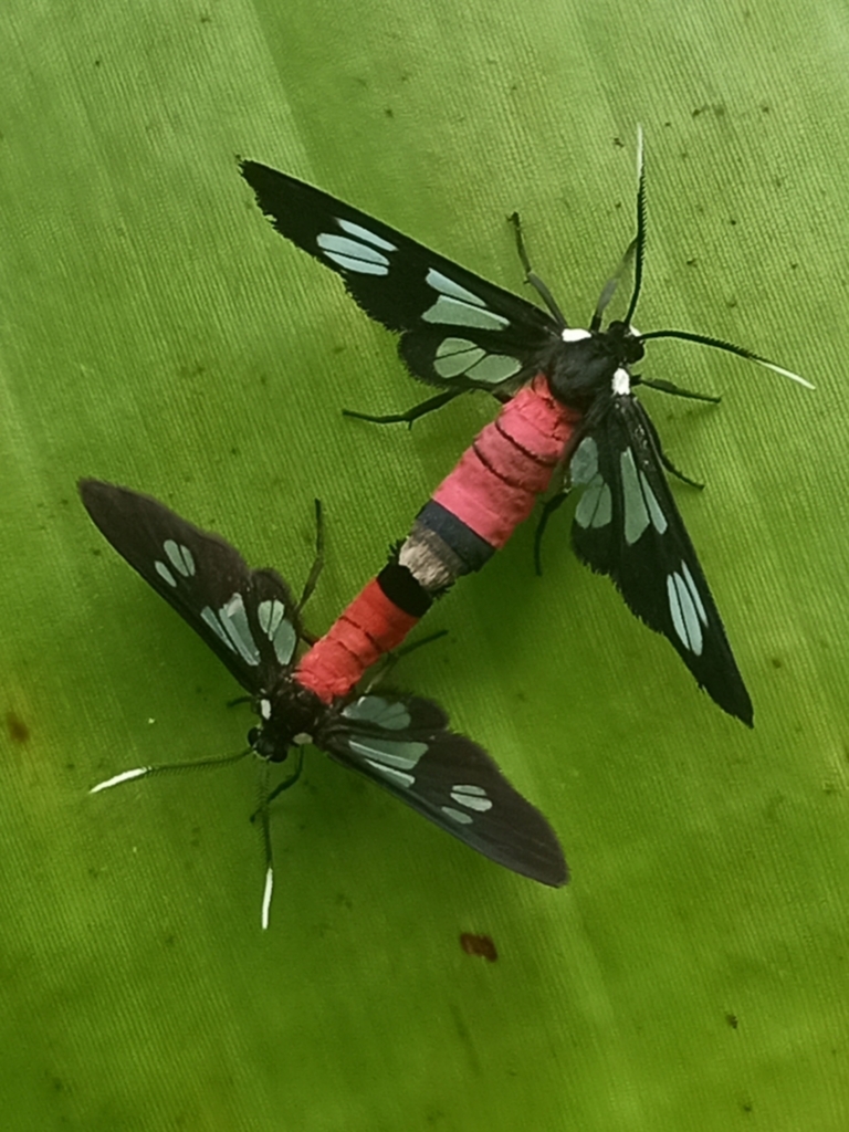 Fouquet's Wasp Moth