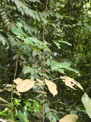 Salacia macrophylla