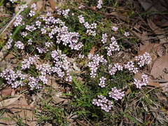 Euryomyrtus ramosissima ramosissima