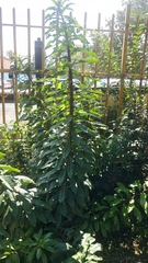 Pereskia