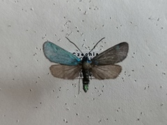 Jordanita globulariae