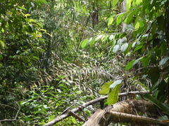 Plectocomia elongata