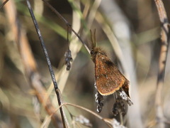 Orgyia flavolimbata