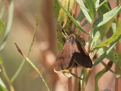 Orgyia flavolimbata
