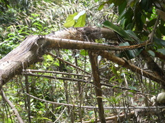 Plectocomia elongata