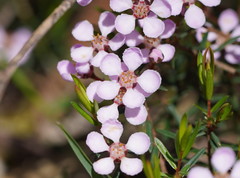 Euryomyrtus ramosissima ramosissima