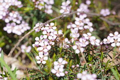 Euryomyrtus ramosissima ramosissima
