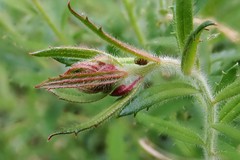 Gonocarpus elatus