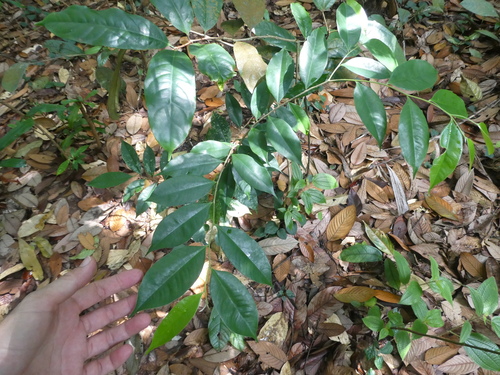 Aquilaria malaccensis