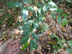 Aquilaria malaccensis