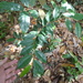 Aquilaria malaccensis - Photo (c) usebcm,  זכויות יוצרים חלקיות (CC BY-NC), הועלה על ידי usebcm