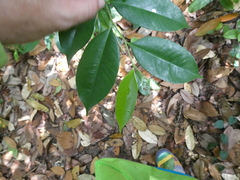 Aquilaria malaccensis
